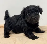 Bandit, a male Yorkipoo for sale in Northport, AL – 2 of 4