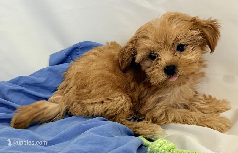 Maggie – Morkie puppy for sale in Northport, AL