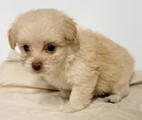 Darci, a female Mal Shi for sale in Northport, AL – 3 of 4