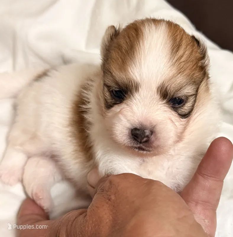 Brody – Pomeranian puppy for sale in Northport, AL