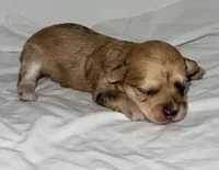 Marley, a female Yorkipoo for sale in Northport, AL – 1 of 2