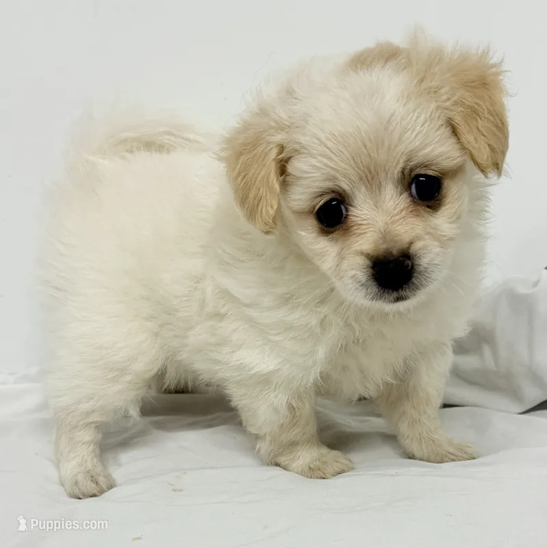 Ella – Maltipom puppy for sale in Northport, AL
