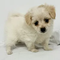 Ella, a female Maltipom for sale in Northport, AL – 2 of 4