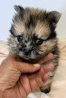 Patches, a male Pomeranian for sale in Northport, AL – 2 of 3
