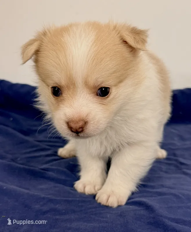 CoCo – Maltipom puppy for sale in Northport, AL