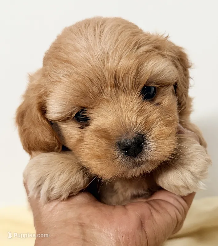 Nate – Maltipoo puppy for sale in Northport, AL
