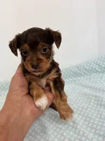 Grady, a male Yorkipoo for sale in Northport, AL – 3 of 3