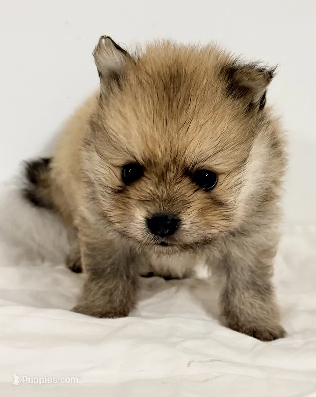 Bama – Pomeranian puppy for sale in Northport, AL