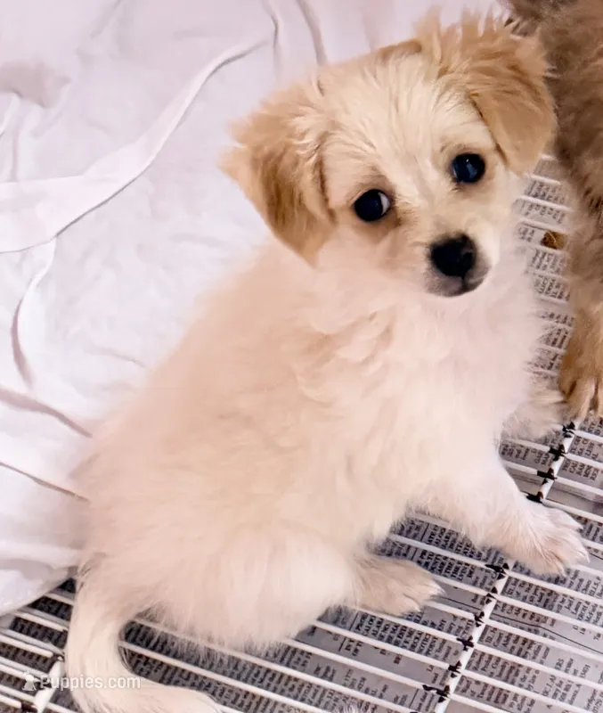 Piper – Maltipom puppy for sale in Northport, AL