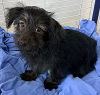 Lexie, a female Yorkipoo for sale in Northport, AL – 4 of 4