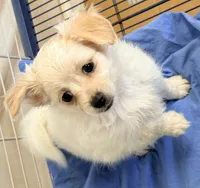 Ella, a female Maltese and Pomeranian for sale in Northport, AL – 5 of 5