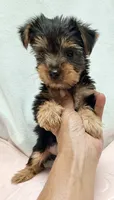 Darcy, a female Yorkshire Terrier for sale in Northport, AL – 3 of 3