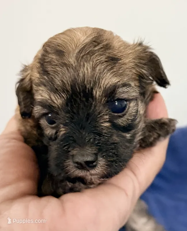 Winston – Maltipoo puppy for sale in Northport, AL