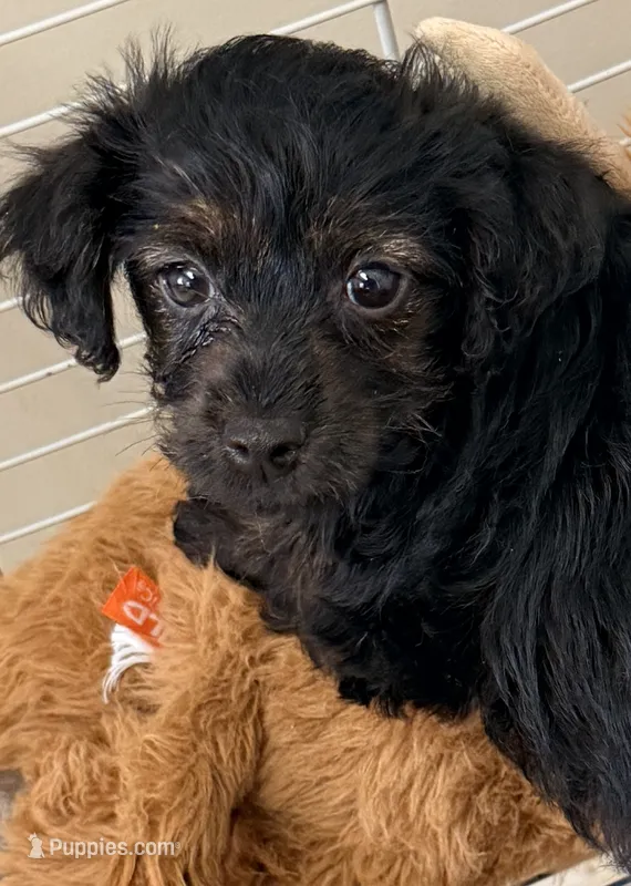 Marley – Yorkipoo puppy for sale in Northport, AL