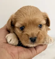 Nate, a male Maltipoo for sale in Northport, AL – 1 of 2