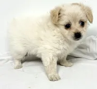 Ella, a female Maltipom for sale in Northport, AL – 1 of 4
