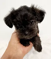 Coco, a female Yorkipoo for sale in Northport, AL – 3 of 3