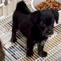 Saban, a male Pomeranian and Yorkshire Terrier for sale in Northport, AL – 4 of 4