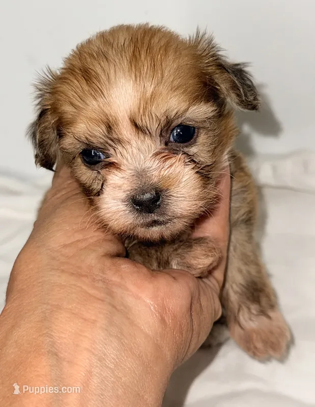 Callie – Shiranian puppy for sale in Northport, AL