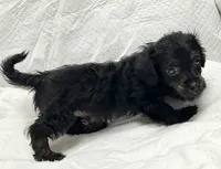 Hank, a male Yorkipoo for sale in Northport, AL – 2 of 2