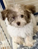 Wilson, a male Mal Shi for sale in Northport, AL – 2 of 6