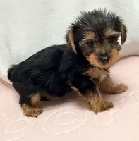 Darcy, a female Yorkshire Terrier for sale in Northport, AL – 2 of 3