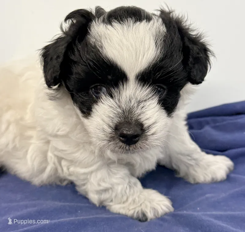Samson – Shihpoo puppy for sale in Northport, AL