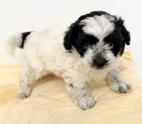 Jackson, a male Shihpoo for sale in Northport, AL – 4 of 6