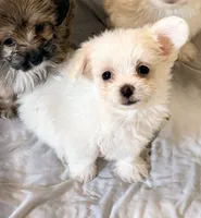 Peanut, a male Mal Shi for sale in Northport, AL – 2 of 6