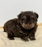 Morgan, a male Shihpoo for sale in Northport, AL – 5 of 5