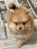 Bear, a male Pomeranian for sale in Northport, AL – 5 of 5