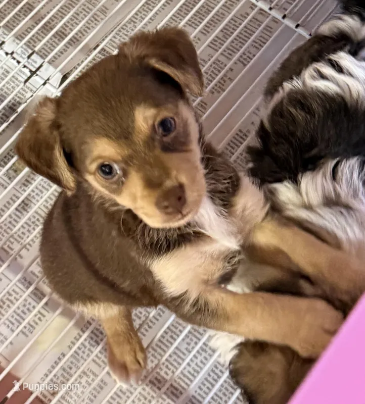 Andy – Pomchi puppy for sale in Northport, AL