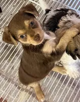 Jake, a male Pomchi for sale in Northport, AL – Photo 4 of 4