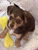 Jake, a male Pomchi for sale in Northport, AL – Photo 1 of 4