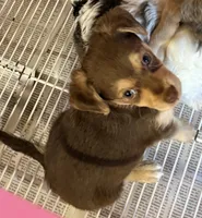 Jake, a male Pomchi for sale in Northport, AL – Photo 3 of 4