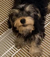 Maggie, a female Yorkipoo for sale in Northport, AL – 2 of 4