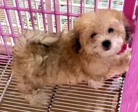 Bama, a male Pomapoo for sale in Northport, AL – 2 of 3