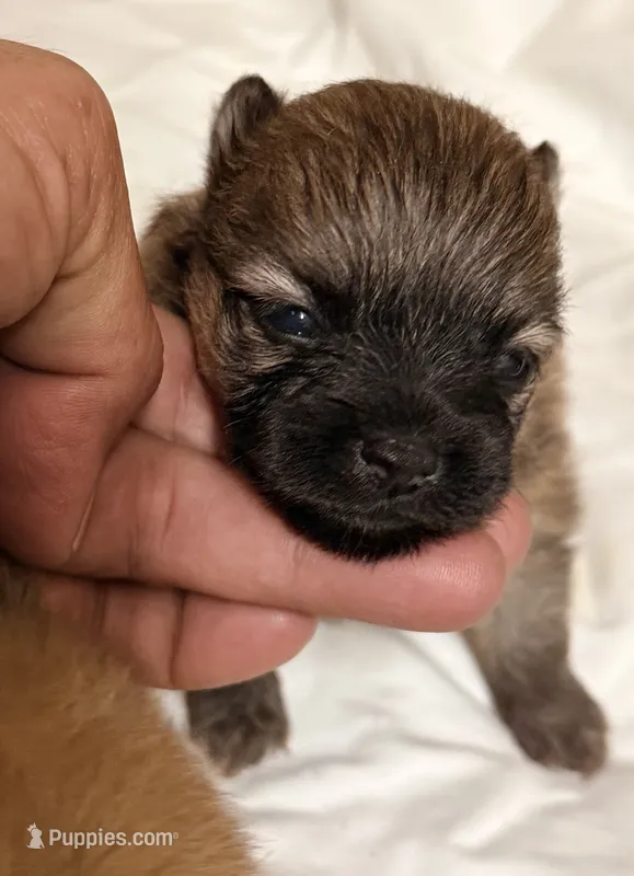 Chloe – Pomeranian puppy for sale in Northport, AL