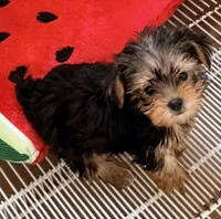 Sasha tcup, a female Yorkshire Terrier for sale in Northport, AL – 5 of 5