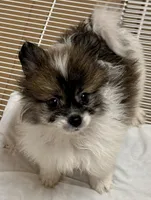 Ranger, a male Pomeranian for sale in Northport, AL – Photo 2 of 4