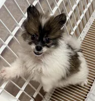 Ranger, a male Pomeranian for sale in Northport, AL – Photo 3 of 4