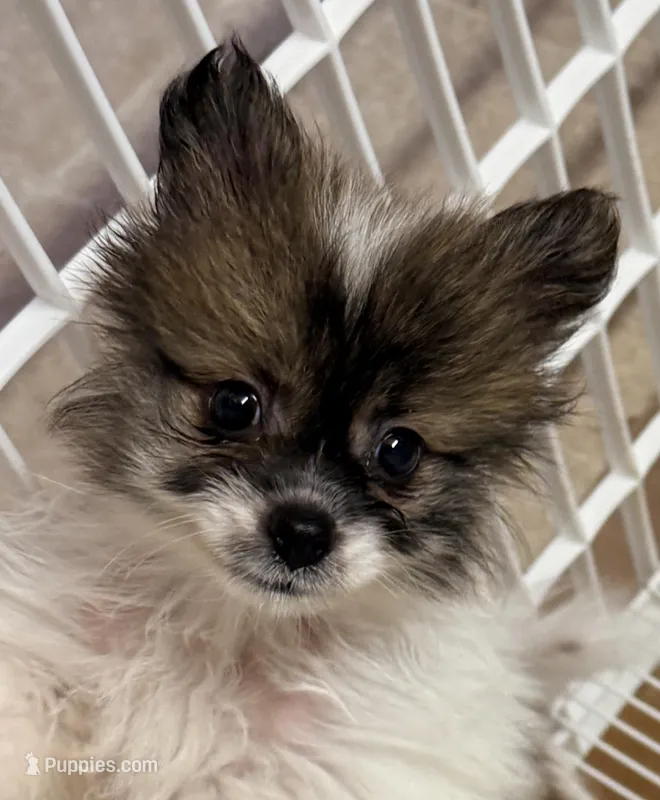 Ranger – Pomeranian puppy for sale in Northport, AL