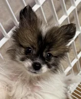 Ranger, a male Pomeranian for sale in Northport, AL – Photo 1 of 4