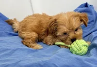 Maggie, a female Morkie for sale in Northport, AL – 5 of 5