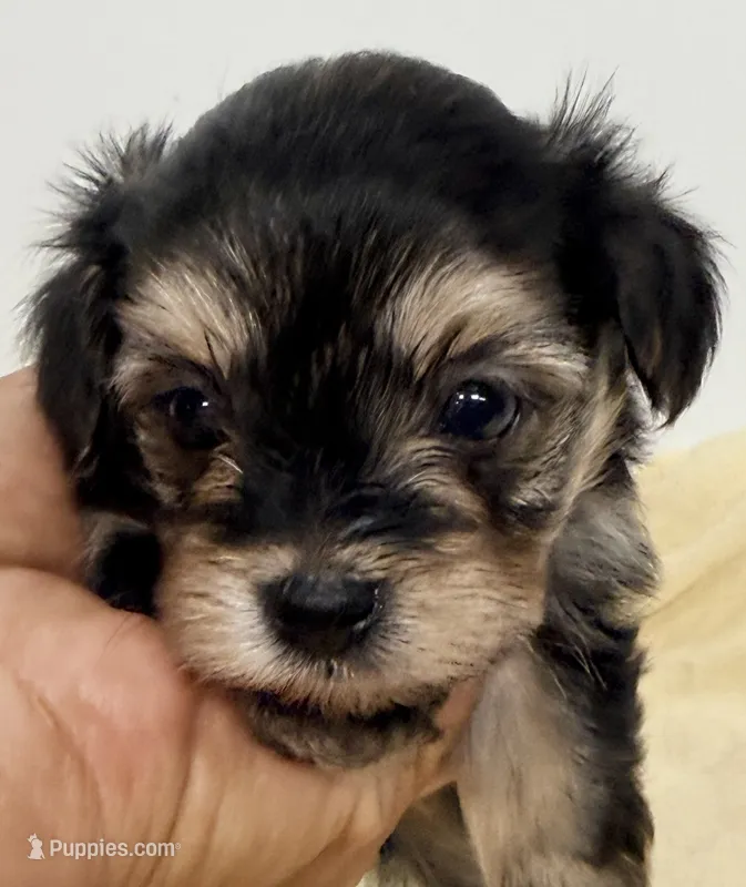 Jackson – Pomapoo puppy for sale in Northport, AL