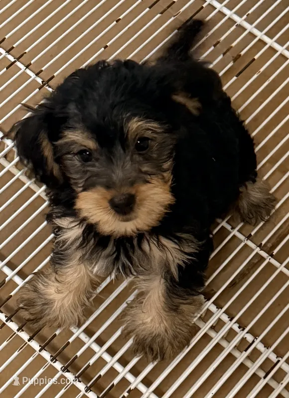 Raven – Yorkipoo puppy for sale in Northport, AL