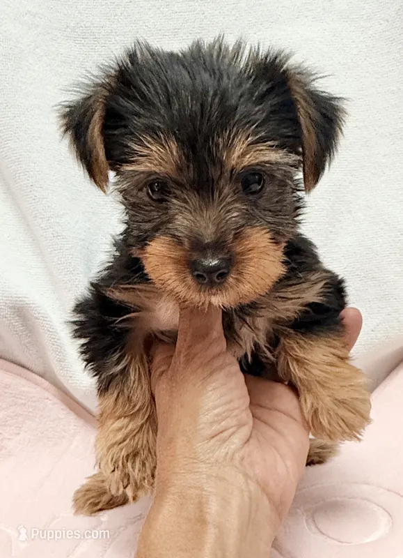 Darcy – Yorkshire Terrier puppy for sale in Northport, AL