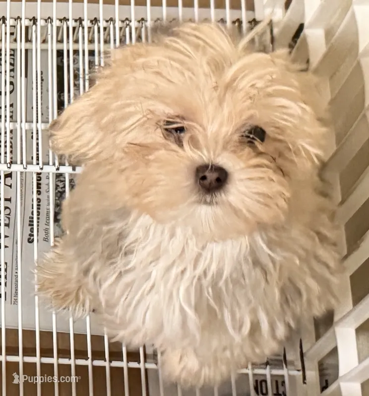 Toby – Morkie puppy for sale in Northport, AL