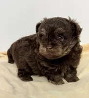 Morgan, a male Shihpoo for sale in Northport, AL – 4 of 5