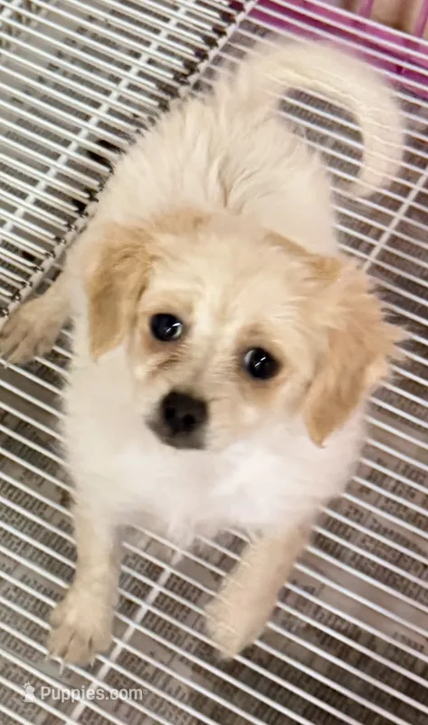 Ella – Maltipom puppy for sale in Northport, AL